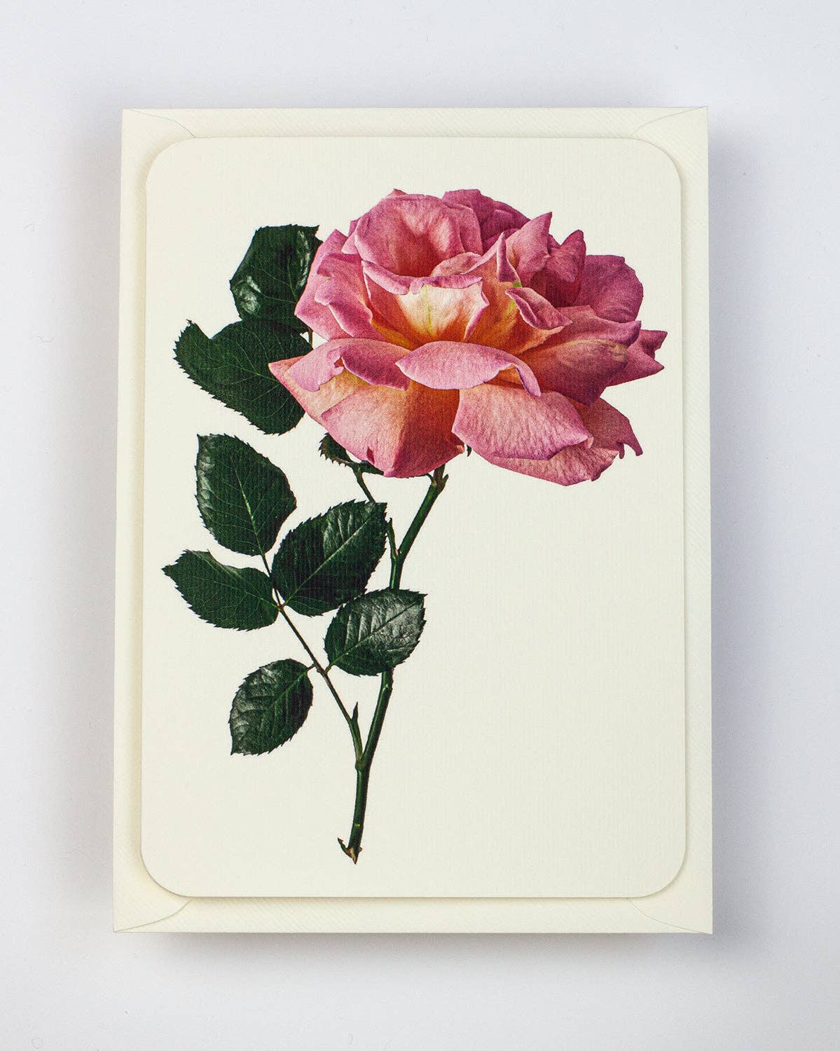 Pink Rose