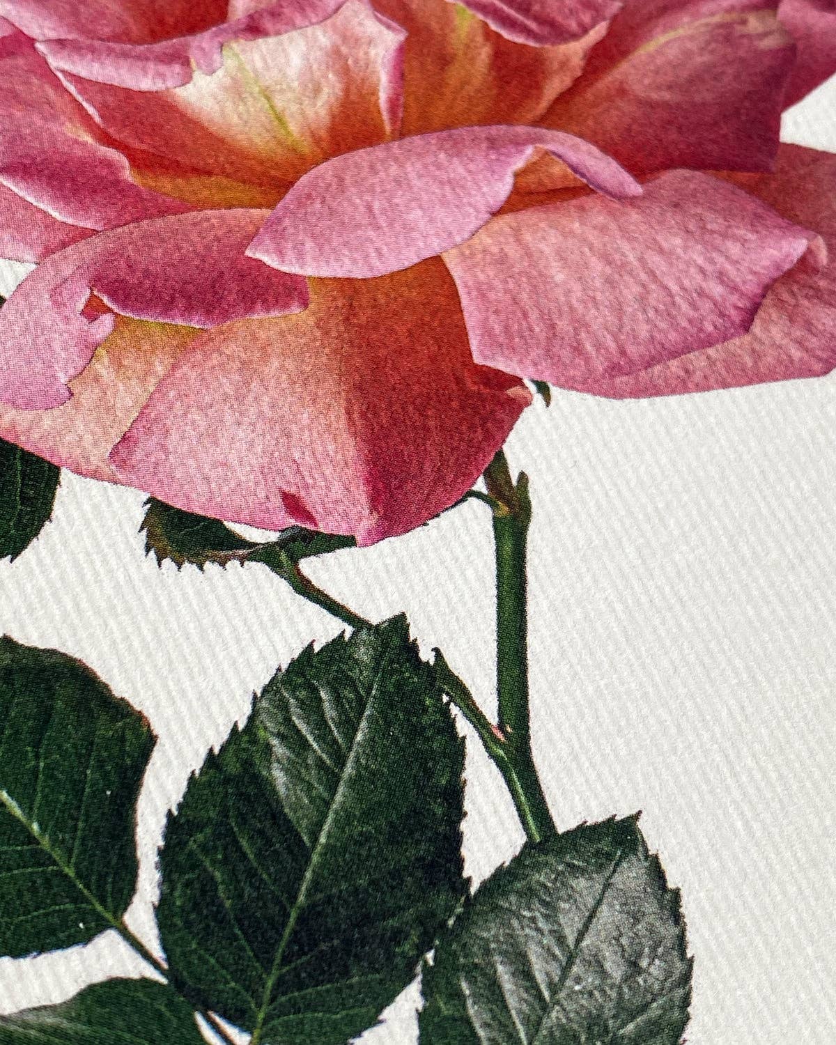 Pink Rose
