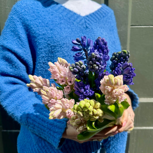HYACINTH
