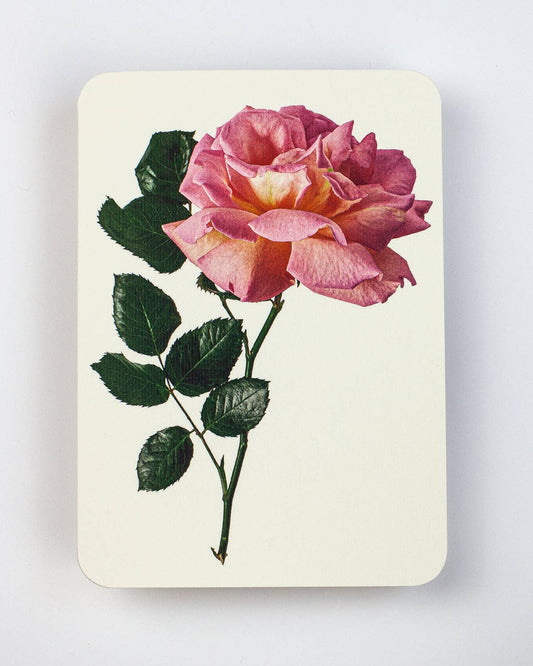 Pink Rose