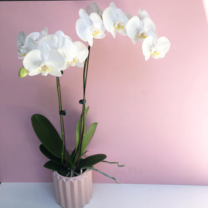 Phalaneopsis orchid in pink pot