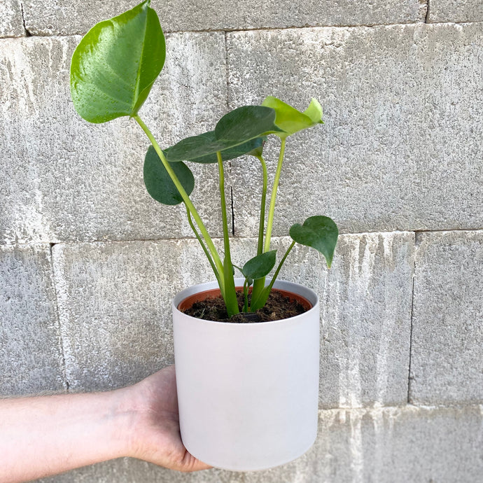 Mini Monstera