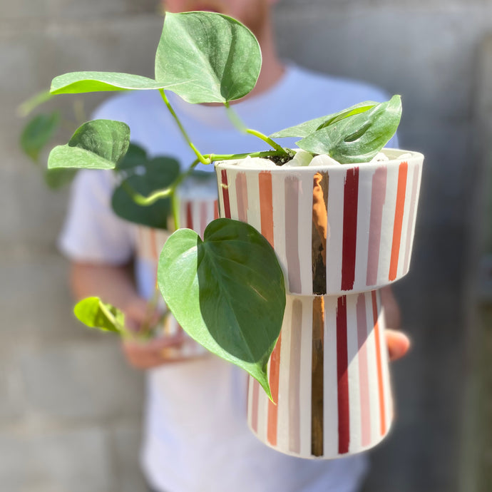 Potted Ivy